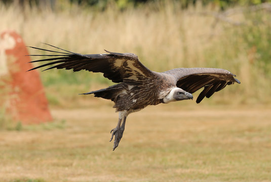 Close up of an African White-backed Vulture in flight