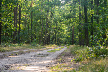 Obraz premium way in summer forest