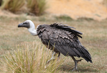 Close up of an African White-backed Vulture