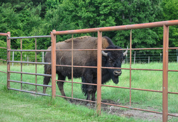 Buffalo Roaming in a Field 