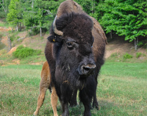 Buffalo Roaming in a Field 