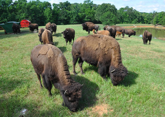 Buffalo Roaming in a Field 