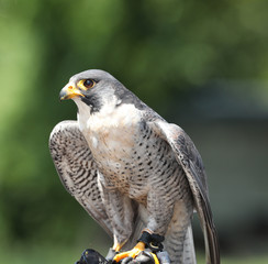 Portrait of a Peregrine Falcon