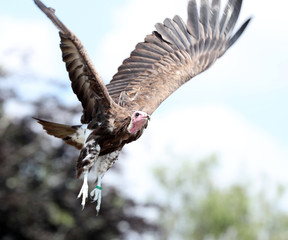 Close up of a White-headed Vulture in flight