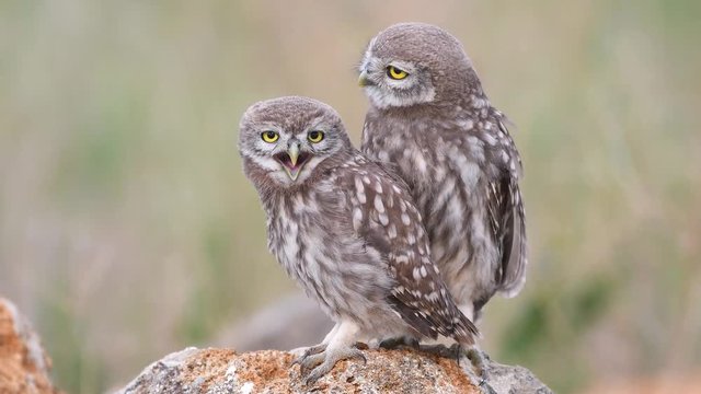 Two young Little owl (Athene noctua) sits on a stone near his burrow.