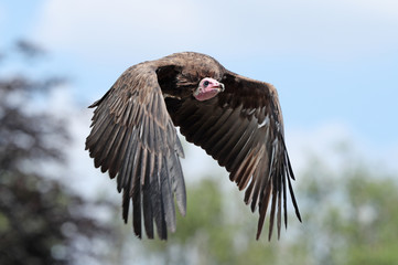 Close up of a White-headed Vulture in flight