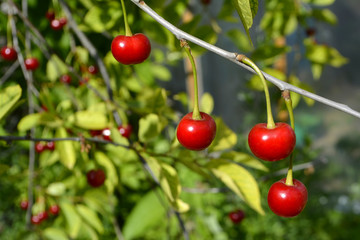 Cherry or sweet cherry on the tree