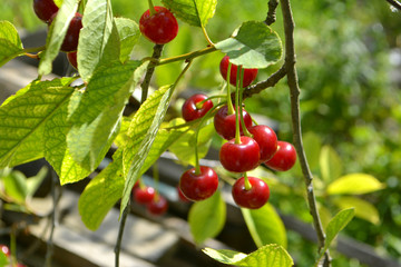 Cherry or sweet cherry on the tree