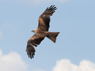 Close up of a Black Kite in flight
