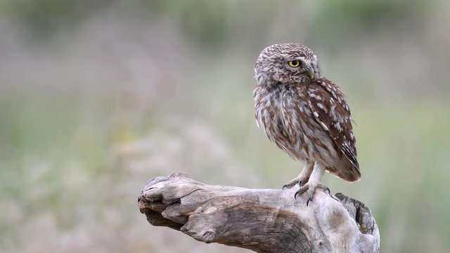 Little owl (Athene noctua) sits on a stick and looks around