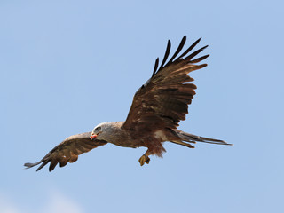 Fototapeta na wymiar Close up of a Black Kite in flight