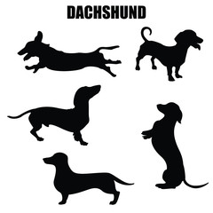 Dachshund dog vector icons and silhouettes. Set of illustrations in different poses.