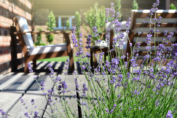Lavender in the modern backyard garden terrace. Provence style tea time