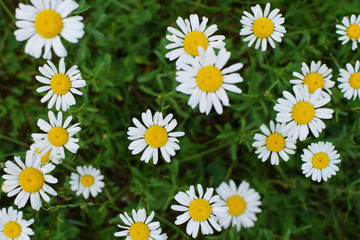 White daisy (Bellis Perennis) flower blooming on green blurred meadow grass as colorful floral background top view.