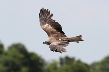 Close up of a Black Kite in flight