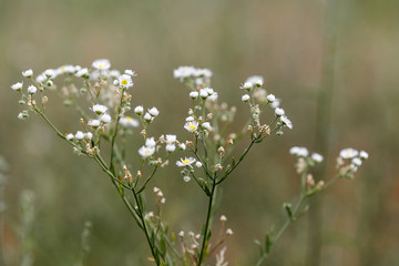Chamomile (Matricaria chamomilla)