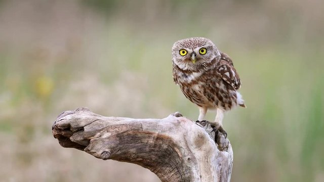 Little owl (Athene noctua) sits on a stick and makes disturbing sounds.