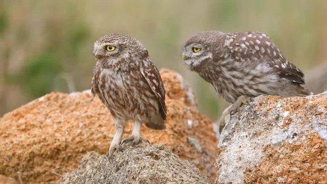Two Little owl (Athene noctua) sits on a stone near his burrow