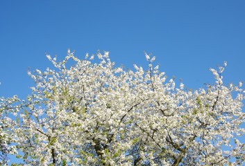 Blooming cherry tree