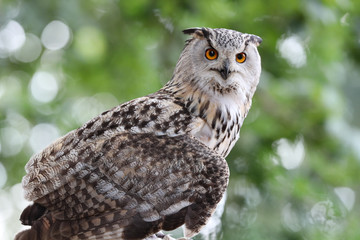 Close up of an Eagle Owl