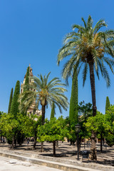 Fototapeta na wymiar Spain, Cordoba, LOW ANGLE VIEW OF PALM TREES AGAINST CLEAR BLUE SKY