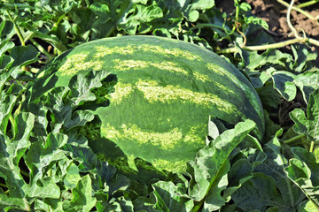 Watermelon farmland