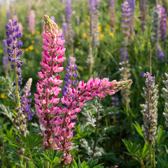 Pink flowers Veronica. The flowers grow in the field. Veronica - genus of flowering plants in the family plantaginaceae.