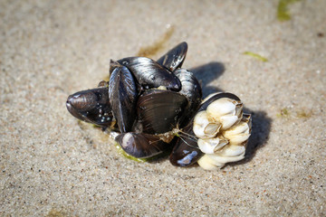 Muscheln und Polypen im Sand