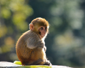 Baby Monkey
