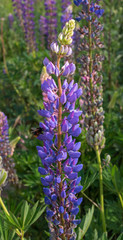 Blue Flowers Veronica. The flowers grow in the field. Veronica - genus of flowering plants in the family plantaginaceae.