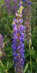 Obraz premium Blue Flowers Veronica. The flowers grow in the field. Veronica - genus of flowering plants in the family plantaginaceae.