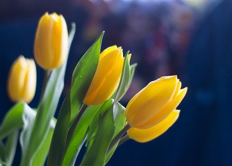 Yellow tulips