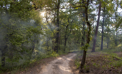 Fototapeta premium Smoke in the woods, the rays of the sun illuminate the smoke
