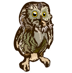 Owl, vector drawing.