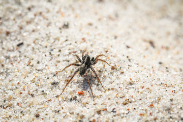 Hauswinkelspinne im Sand