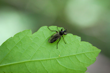 Fliege, Insekt auf Blatt