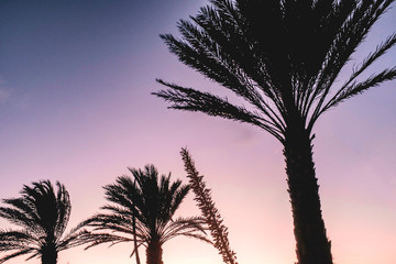 Fototapeta na wymiar Coucher de soleil et palmiers