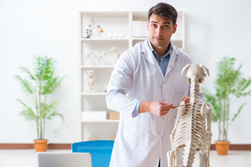 Doctor vet practicing on dog skeleton