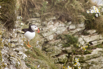 Puffin Sitting on a Cliff