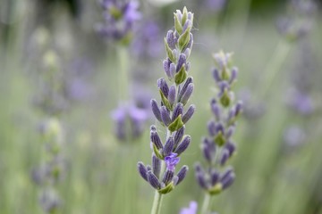Obraz premium Lavender blossom close-up