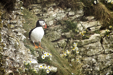 Puffin Walking Down a Cliff Edge