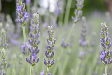 Lavender blossom close up