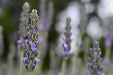 Lavender blossom close-up