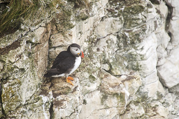 Puffin Sitting on a Cliff Edge
