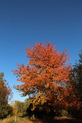 Colorful autumn in the Beskydy