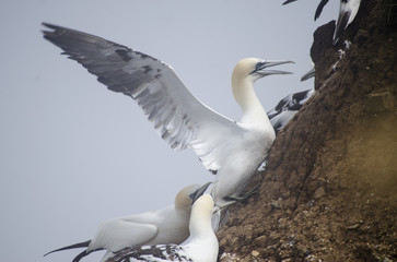 Gannet on a Cliff Edge