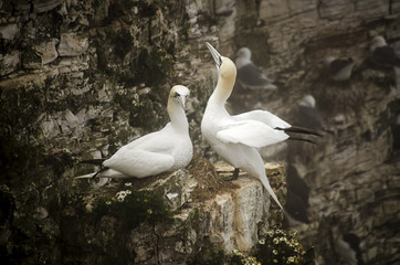 Two Gannet Seabirds on a Cliff Edge