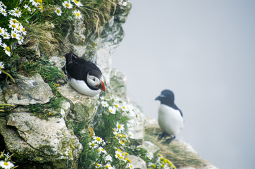 Puffin lying on a Cliff Edge by a Razorbill