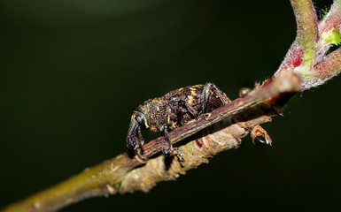 Rüsselkäfer auf einer Pflanze, Natur, Käfer, Tiere 