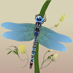 dragonfly